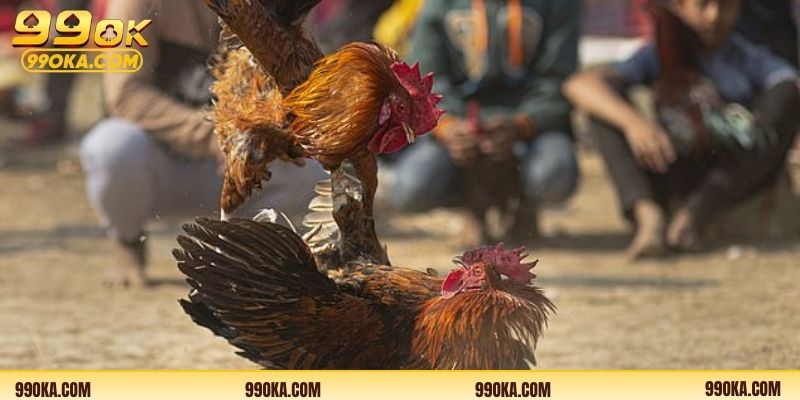 Hướng dẫn chi tiết giúp người xem gà đá hiệu quả