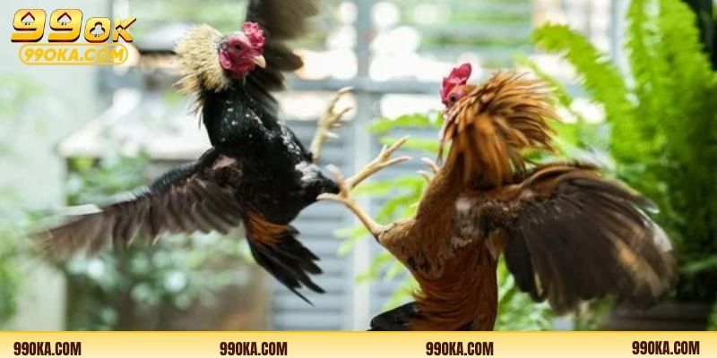 Hướng dẫn theo dõi các trận đá gà trực tuyến dễ dàng