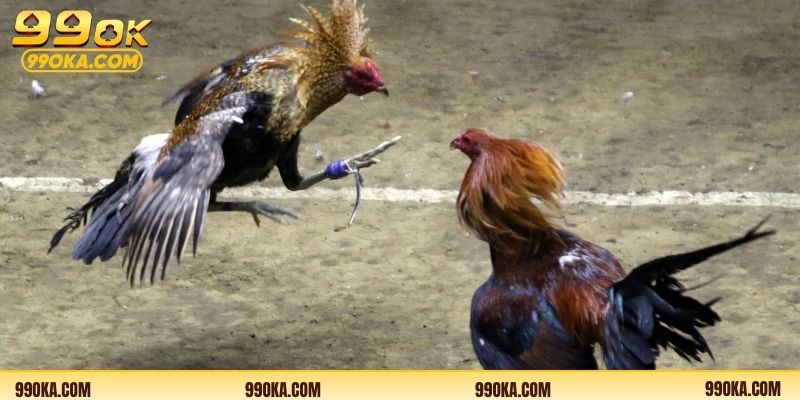 Phát sóng trực tuyến giúp xem gà đá Campuchia rõ nét